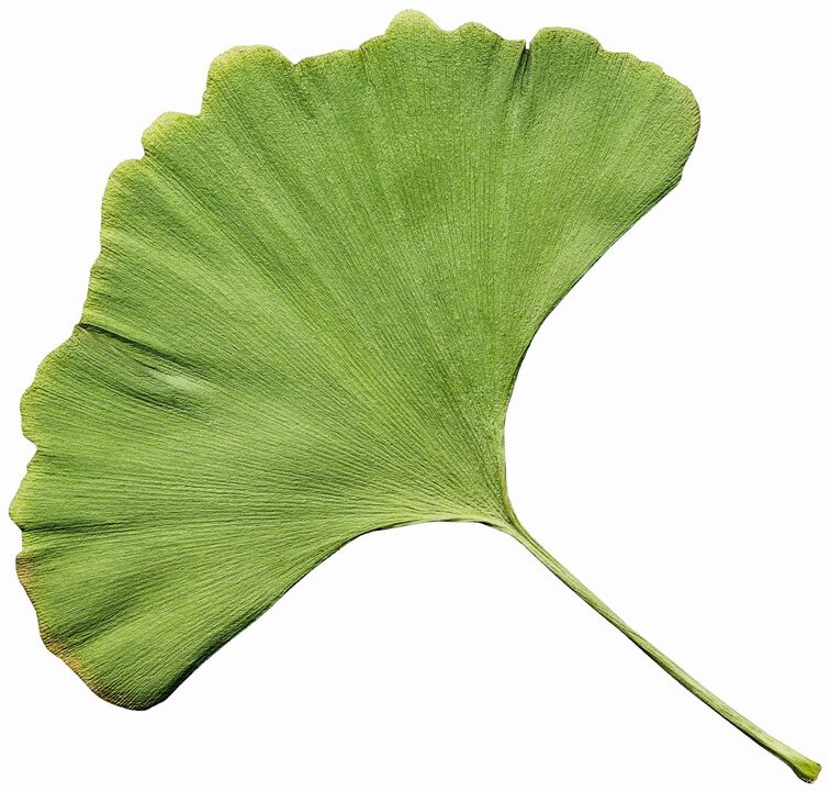 Η κρέμα Varicone περιέχει εκχύλισμα Gingco Biloba
